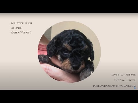 Zwerg Pudel Welpen