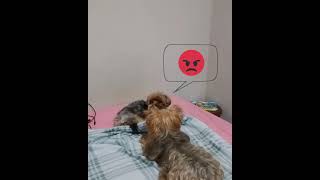 Yorkshire Terrier me no quer deixa a Yorkshire Terrier filha dormir Curiosidades de Yorkshire