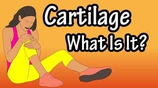 What Is Cartilage?