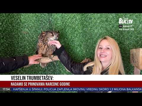 KIKINDA - GRAD SOVA Kako su noćne ptice postale simbol grada?