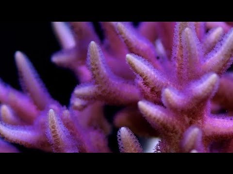 Top 5 Beginner SPS Corals
