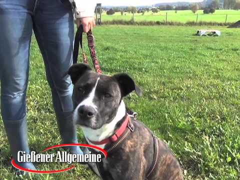 Frauchen gesucht: Schmusebacke "Anouca"