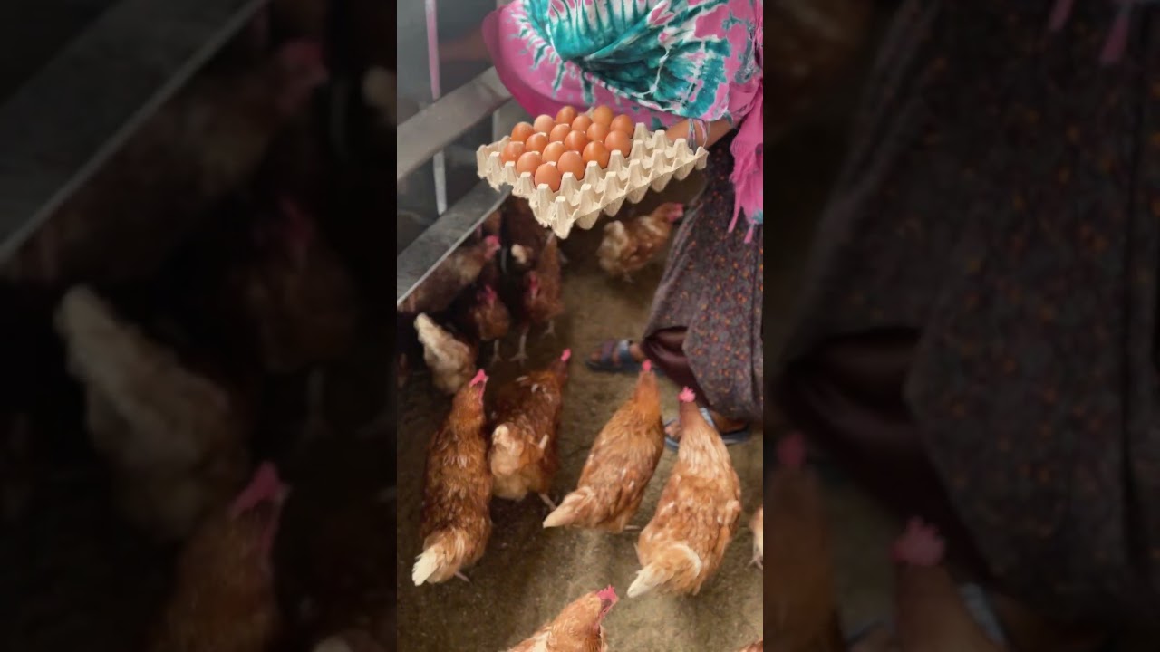 Maandeeq Poultry #bts