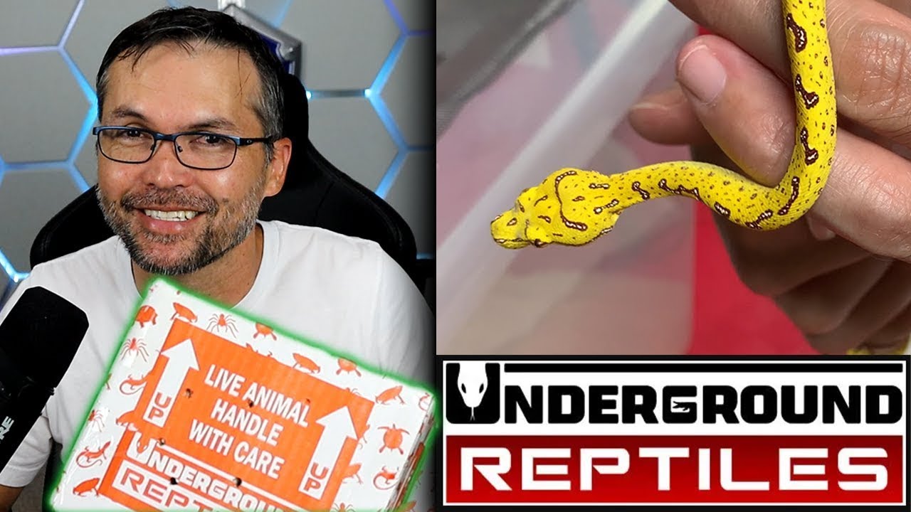Green Tree Python Unboxing from UNDERGROUND REPTILES and Review