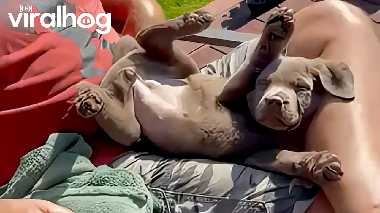 Cute Puppy Sleeping in My Lap || ViralHog