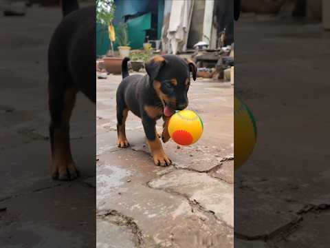 cute puppy playing video #puppy #cute #pets #funny #dog #animals #shorts