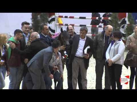 1ST-N.1 HAFFATI REGALIS - Milan 2016 - Yearling Fillies Championship (Class 15)