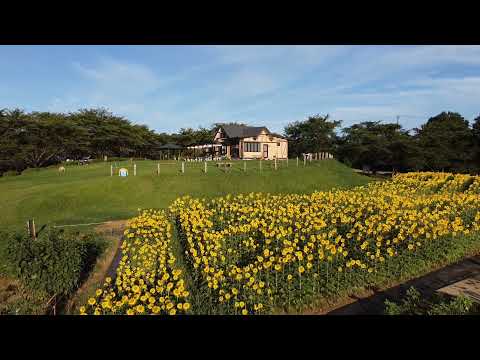 東松山市農林公園のヒマワリ