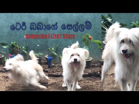 Let's Play 🐶🐾 | Dog Vlog | #trending #viral