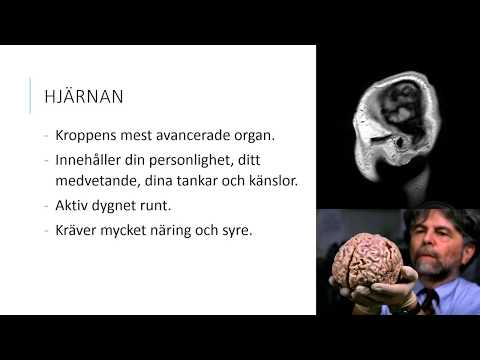 Hjärnan del 1