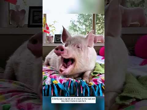 A pig fell out of the truck and then #pig #animals #animalshorts #animalrescue #youtubeshorts