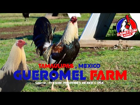 GUEROMEL FARM | Mexico