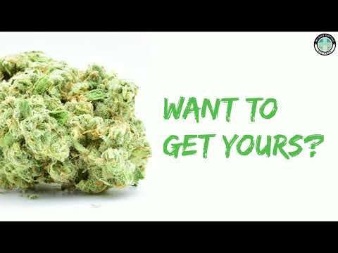 Guide to White Widow | Top Hybrid Shelf Flower