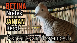 Download lagu Perkutut betina memanggil jantan, SUARA NRETEK BETINA DI SAHUTI KEROT JANTAN - Pancingan terampuh mp3