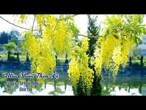 Mùa xuân thêm lá Sheet - Elvis Tân