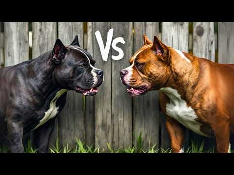 What's the Difference Between Pitbull and American Bully?
