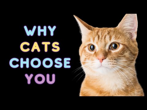 Why Your Cat Chose You — And What It Says About Them 🥹