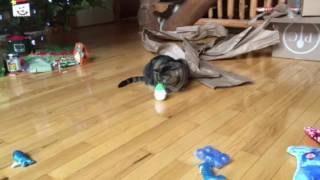 Roger Figured Out His Toy