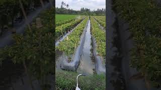 Download lagu 1000 pohon 1 kintal sekali petik, varitas ori 212 mp3