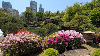 神戸 相楽園 2025年4月27日 ツツジ8分咲き