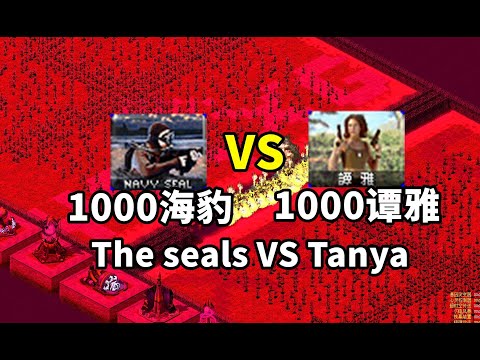 1000谭雅 VS 1000海豹 The seals VS Tanya