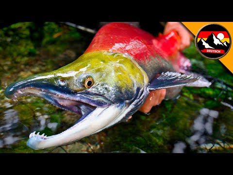 Der Fang des ROTLACHSES! Auf Spurensuche in Alaska | Brave Wilderness Deutsch