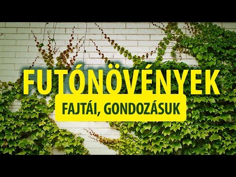 gyógyítja az aszcarist fotó féreg tojások a WC papíron