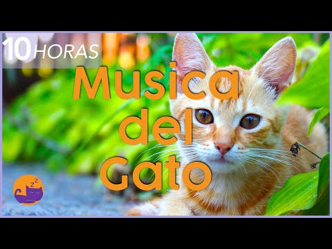 💫Música Magica para Gatos - Calme y Relájese a su Felino al Instante (NUEVO)