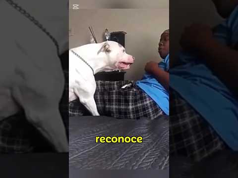 This pit bull was about to attack its owner #pitbull #dogs #animals