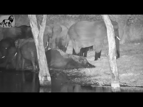 Djuma Dam: Large Elephant Herd Eating, Drinking, Playing in Water and in Mud For 46 min. 4/16/25