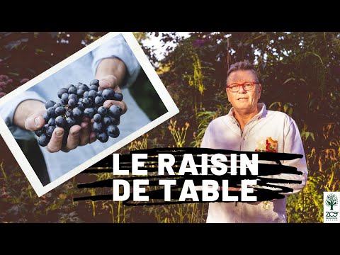 , title : 'Le raisin de Table'