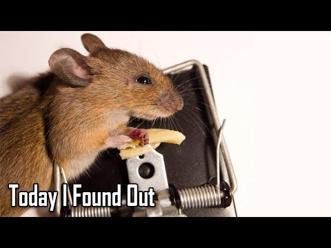 The Truth About Whether Mice Actually Like Cheese