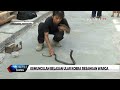 Belasan Ular Kobra Muncul Mendadak, Warga Desa Kepek Gunungkidul Resah Belasan Ular Kobra Muncul Mendadak, Warga Desa Kepek Gunungkidul Resah