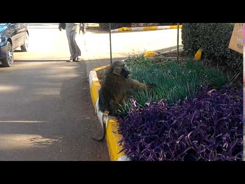 Sensitive baboon picks flowers