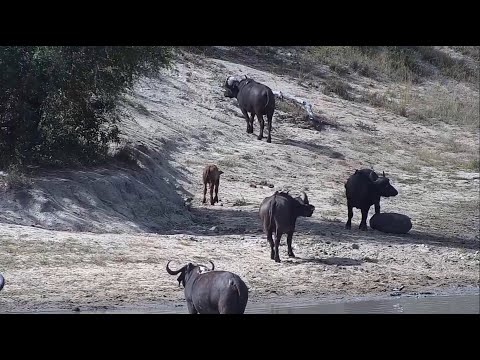 Herd of cape buffalo at Djuma Waterhole, Part 2