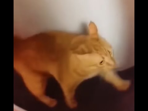 Wasureta