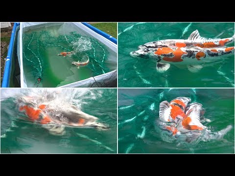 My Koi Breeding Project - Part 11 - Second Spawning Takes Place