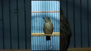 Download lagu Burung siri siri Gacor Nembak Tajam mp3