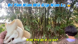 Ăn Nấm Lạ Dai Ngon Hơn Nấm Mối Nha😂 #namthiennhien