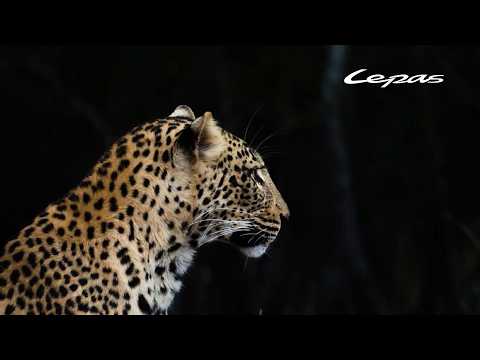 Introducing LEPAS UK | LEPAS Brand Manifesto