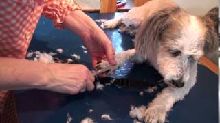 preview picture of video 'Blossoms Dog Grooming -  How to Groom a Dog - 4... Trimming feet and nails'