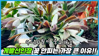 게발선인장 이것 때문에 꽃 안피워요!! 9~10월 게발선인장에게 가장 중요한 것!!