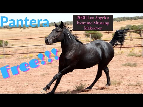 Pantera at liberty, 2020 Los Angeles Virtual Extreme Mustang Makeover