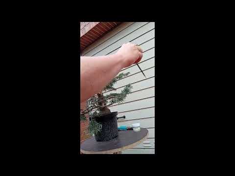 2023 6  Working on a former Christmastree