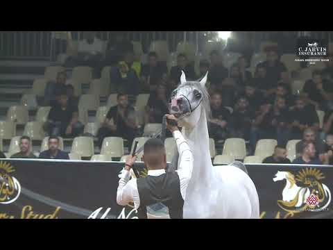 N 168 SOHAIB AH   Israel Breeders' Show 2023   Colts 3 Years Old Class A Class 16