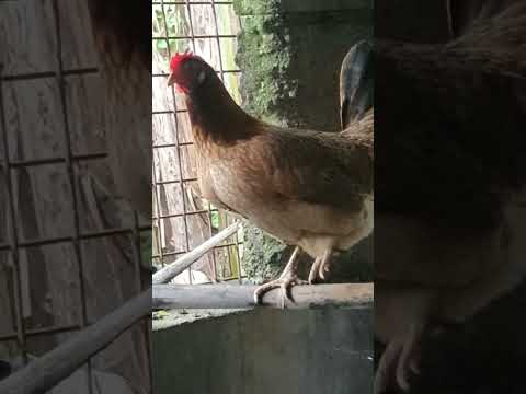 Hen# Sound#Song#Short