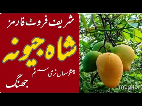 Sharif Fruit Farms & Mango STS in Shah Jevna, Jhang | High-Yield Techniques | Asif Hayat Tipu