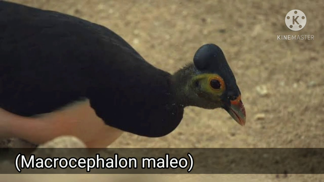Talegalo maleo (Macrocephalon maleo)-El ave que incuba sus huevos como un reptil.