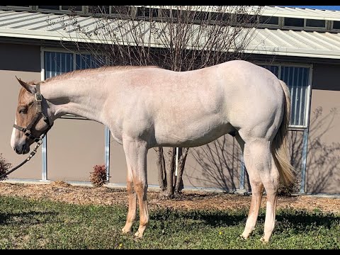 SOLD - Jimmy 2020 VSCB colt