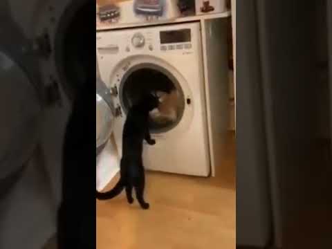 funny cats videos 😹 #funnyvideo #cat #funnycatvideo